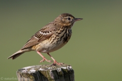 116 Baumpieper - Anthus trivialis